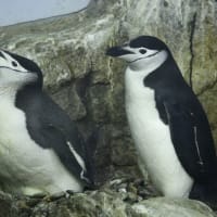 ヒゲペンギンの抱卵