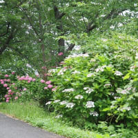 暑さに負けそう・・・紫陽花