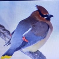 動物奇譚  （２）　酔っ払い動物達…２