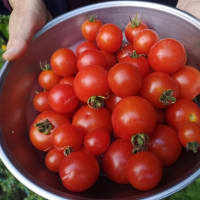ミニトマトの収穫：家庭菜園日記