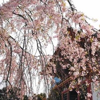花の季節　桜