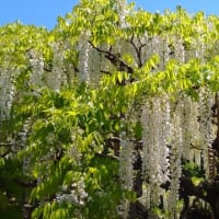 花に癒されて