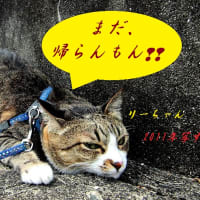 6月は、毎日リサの日～♪