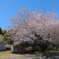 2月議会質問　事務処理誤りについて