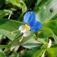 七月（文月）13日（日）畑で見逃花など・・・マンション管理会社希望二社デモの様子！