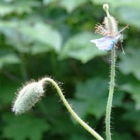 ヒマラヤの青いケシのお花見に行ってきました。