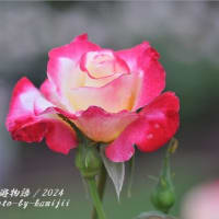 雨中の薔薇②