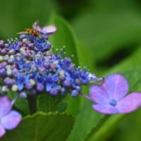 「紫陽花とヒラタアブ②」　いわき　フラワーセンターにて撮影！