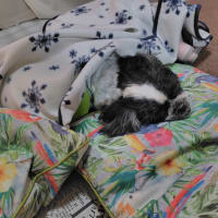 犬とはいえ家族