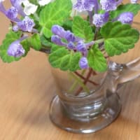 ＊お洒落な小葉の立浪草二色＊明治のウランガラスに入れてみました♪