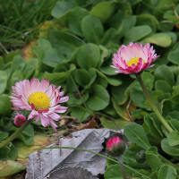 北海道の春から初夏の花、デイジー4-2