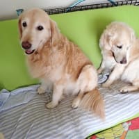 留守番は回避したいれぐぽて