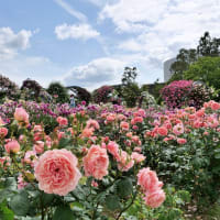 5月22日「万博公園ローズフェスタ」へ・・・佐井寺公民館パソコン同好会