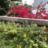 バス旅行で旬の花を③熱海