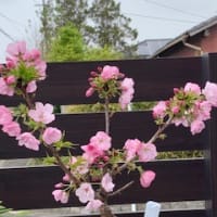 桜八分咲き？