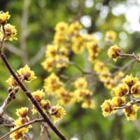 クマノミズキ　　　　　ゆらいでながれる草木の時計　　　　　　　千葉県市川市の深い森