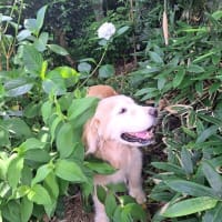 庭のお花を見て回ったよ・Mお兄ちゃんが草刈り　お父さんの治療記録　２５．６/２０