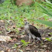 心に残る情景*「鳥景」見沼の小さな森の雛はこの撮影が最後で会うことができませんでした