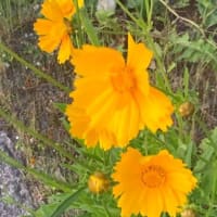 にこパパの独り言【横文字よりワクワクする日本語を学ぶこと】 ＝＝先輩方の文書やエッセイを読む＝＝シニア挑戦