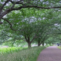 引地川親水公園ポタリング