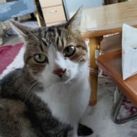初ぅ❣️夢にゃん?🐾🥰