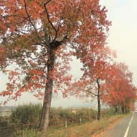 紅葉と白鷺　　　
