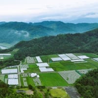 生坂産ぶどう「イクサカラット」の生い立ちと草尾上野ぶどう畑上空からの風景