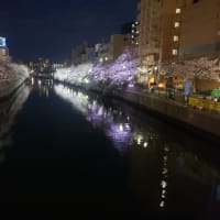 大岡川の桜🌸