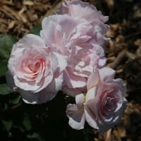 薔薇の咲く夏の日2-1
