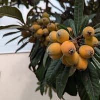 朝散歩　木の実