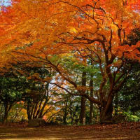 奈良県御所市 九品寺の紅葉2