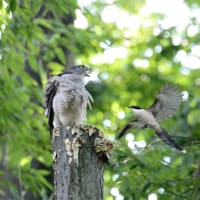 心に残る情景*「鳥景」見沼の小さな森
