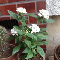 ☆癒しの花☆