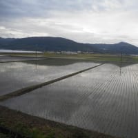 夕方の田んぼコースを歩く
