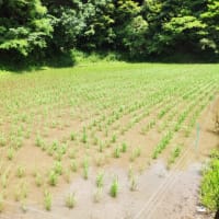 棚田米コシヒカリも田植え後順調です