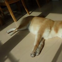 犬が日光浴する理由