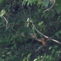 於大公園 ： 野鳥 ・ 翡翠 ・ カワセミ・・・フリー素材ブログ　カワセミ