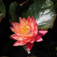 大船フラワーセンター６月の花散歩