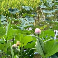 ザリガニ釣りの暑い1日🦞