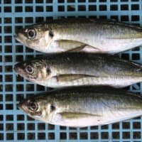 魚種 マアジ 大きさ １３０ｇ 価格1尾 １２０ ー鮮魚販売 五島列島から直送便ー
