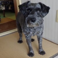 お骨は庭に＾＾