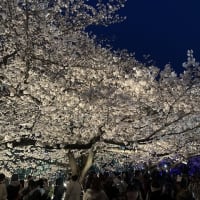寒い夜桜