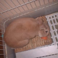 今日は、マロン🐰を獣医さんの所に～