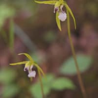 入笠山の花　”すずらん”だけではありません