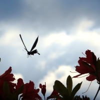 夏が来た！　ツツジに遊ぶ蝶