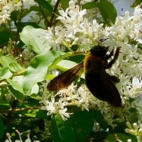 プリベットの花に口吻を伸ばすクマバチ