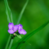 サルナシ、ユキノシタ、マツヨイグサ・・・（板橋区立赤塚植物園 2025.5.11撮影）