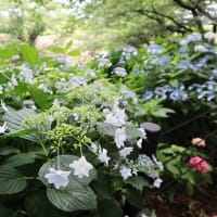 権現堂公園のアジサイ