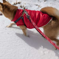 雪
