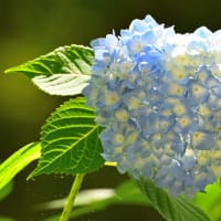 アジサイ